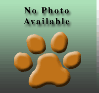 a well breed Nova Scotia Duck Tolling Retriever dog